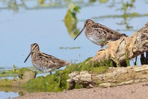 wilsons-snipe_jacksonlakesp-co_lah_2058