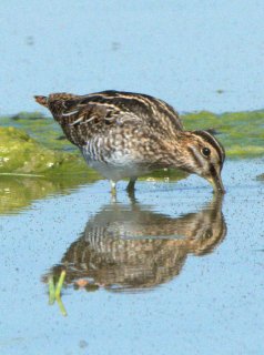 wilsons-snipe_jacksonlakesp-co_lah_2080