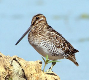 wilsons-snipe_jacksonlakesp-co_lah_2092