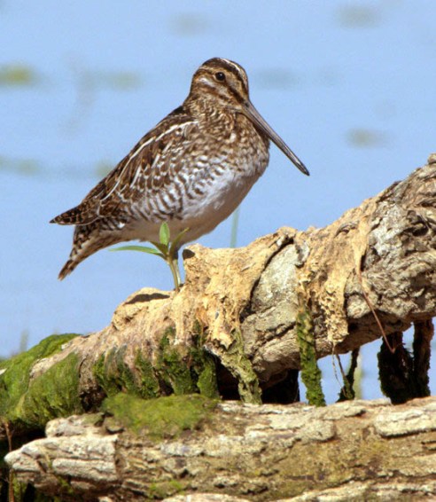 jacksonlakesp-co_lah_2094-001