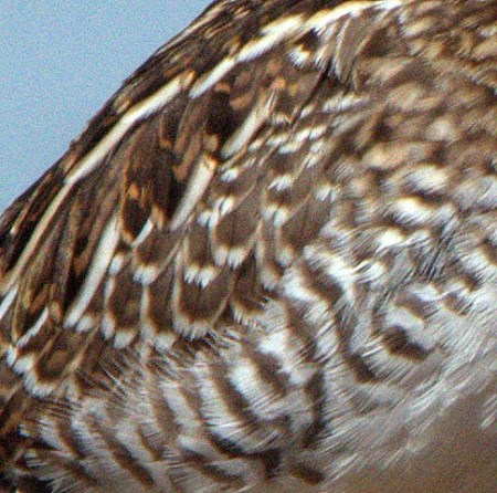 jacksonlakesp-co_lah_2094