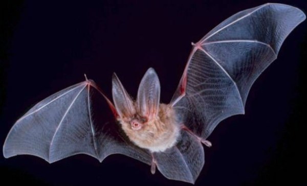 bat wikicommons ucberkley