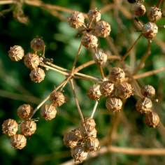 Cilantro seeds @Holzmann garden 26sept05 LAH 017