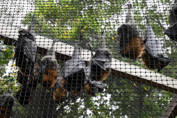 Flying Foxes_LonePineKoalaSanctuary-Brisbane-QLD-Australia_LAH_1399