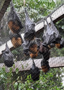 Flying Foxes_LonePineKoalaSanctuary-Brisbane-QLD-Australia_LAH_1402