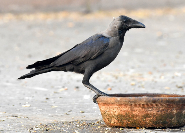 house-crow_delhi-india_lah_8184