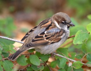 House Sparrow_DenverZoo_LAH_2977