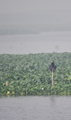 OkhlaBirdSanctuary-India_LAH_8653