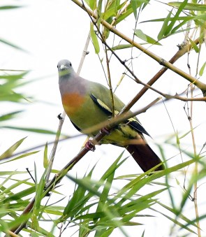 pink-necked-green-pigeon_botanicgardens-singapore_lah_6876-copy