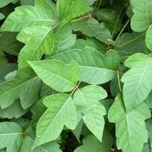 Poison Ivy_Columbus-OH_LAH_3634