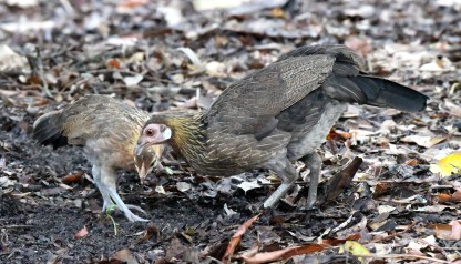 red-junglefowl_botanicgardens-singapore_lah_7191