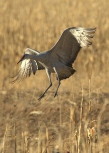 Sandhill Cranes_BosquedelApacheNWR-NM_LAH_7152