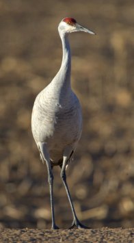 Sandhill Cranes_BosquedelApacheNWR-NM_LAH_7207