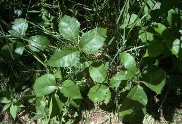 Toxicodendron_Poison Ivy_CastlewoodCanyonSP-CO_LAH_3669