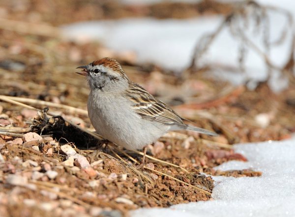 03_BlkForest_LAH_3385