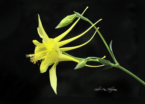 5 x 7 Yellow Columbine-001