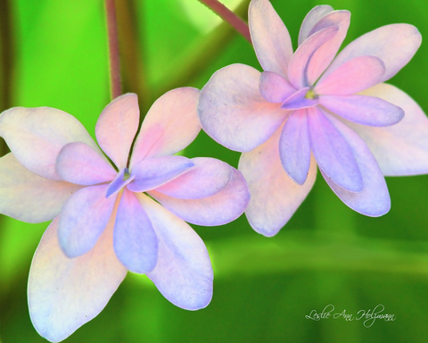 8 x 10 Hydrangea_6554