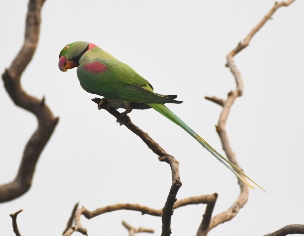 Alexandrine Parakeet_Lodhi Gardens-NewDelhi-India_LAH_9597