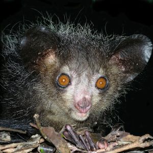 Aye-aye_at_night_in_the_wild_in_Madagascar