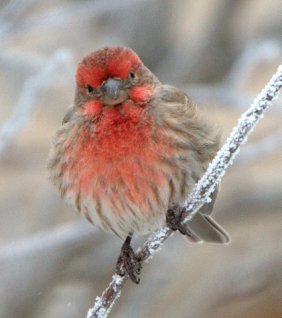 House Finch_LaVeta-CO_LAH_2316