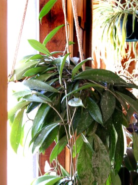 Hoya @home 28mar2006 LAH 119r