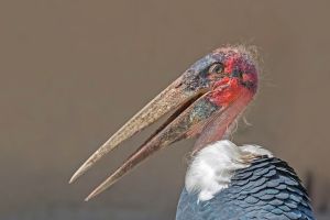Marabou_stork_(Leptoptilos_crumenifer)_head