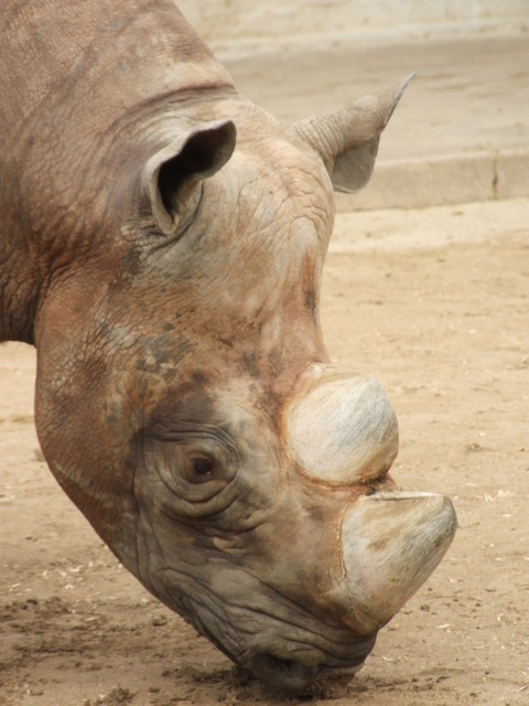 Rhinocerous @Denver Zoo 2009-02-14 LAH 307