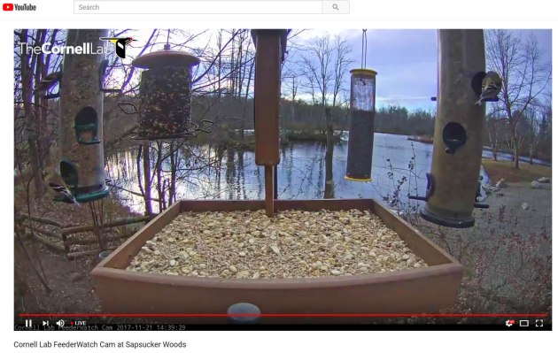 web cam - new york sapsucker woods