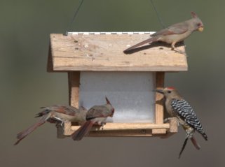 Feeder crowd_SanPedroHouse-AZ_LAH_4273