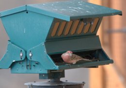 House Finch at feeder_FCNC_LAH_2861