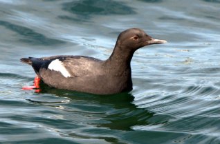 Pigeon Guillemot_SantaCruz-CA_LAH_0677