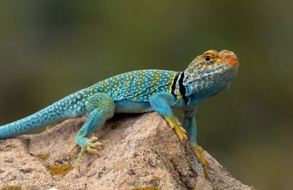 Collared Lizard_HovenweepNM-CO_LAH_2926