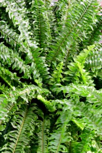 Conservatory - VolunteerPark-Seattle-WA_LAH_0359