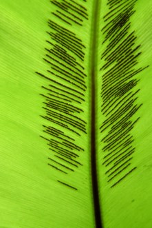 Conservatory - VolunteerPark-Seattle-WA_LAH_0468