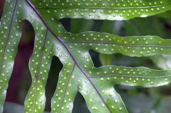 Fern spores_ButterflyPavCO_20100123_LAH_7458