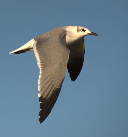 Laughing Gull_BocaChica-Brownsville-TX_PLH_3751