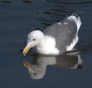 Western Gull_LincolnCityOR_20090922_LAH_1580
