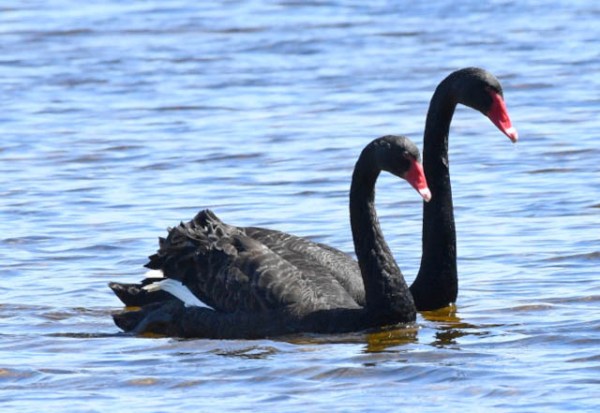 Black Swan_MyallLakesNP-NSW-Australia_LAH_9299