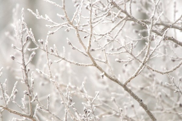 Hoar frost_LaVeta-CO_LAH_2371