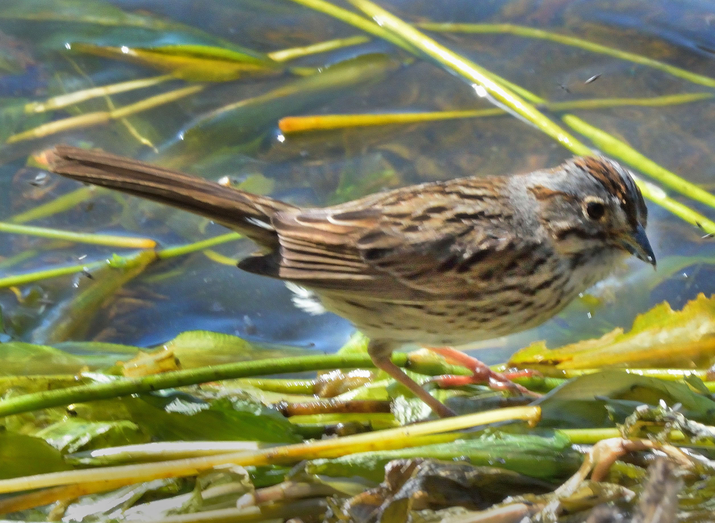 Lincoln's Sparrow_EchoLake-MtEvans_CO_LAH_5987