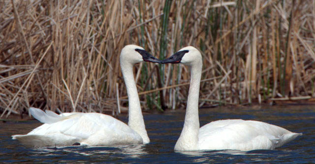 Trumpeter Swans_CamasNWR-ID_LAH_9097