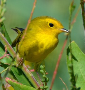 Wilson's Warbler_CrowValleyCG-PawneeGrasslands-CO_LAH_2418