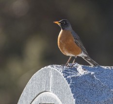 American Robin_RoselawnCemetery-Blende-CO_LAH_0820