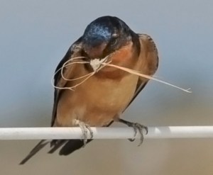 Barn Swallow @LakePueblo 20090523 LAH 196r