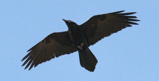 Common Raven_BlackCanyonoftheGunnisonNP-CO_LAH_0961