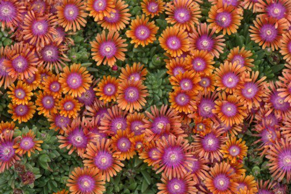 Delosperma 'P001S' Fire Spinner_Hardy Iceplant_DBG_LAH_6750