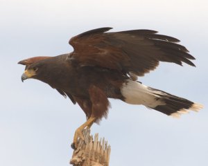 Harris's Hawk_DesertMuseum-AZ_LAH_8418