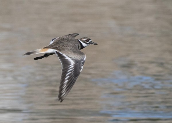 Killdeer_PuebloCityPark_Pueblo-CO_LAH_1056