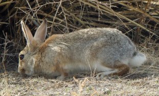 Rabbit @ Big Johnson Res. 2008apr17 LAH 016