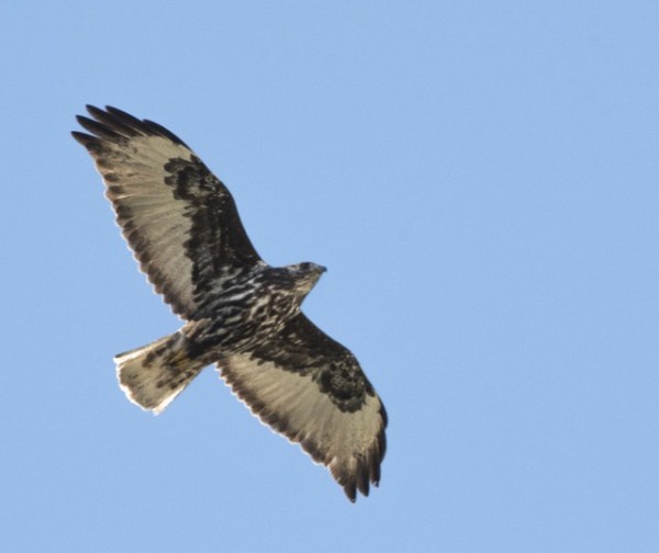 Red-tailed Hawk_RoselawnCemetery-Blende-CO_LAH_0932